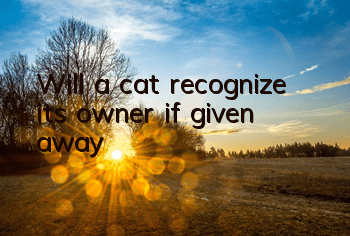Will a cat recognize its owner if given away?
