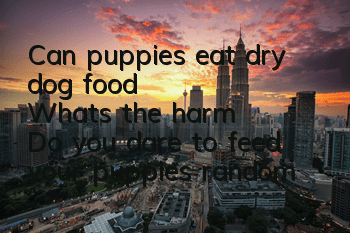 Can puppies eat dry dog ​​food? What's the harm? Do you dare to feed your puppies random dry food?