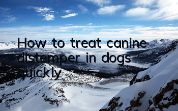 How to treat canine distemper in dogs quickly