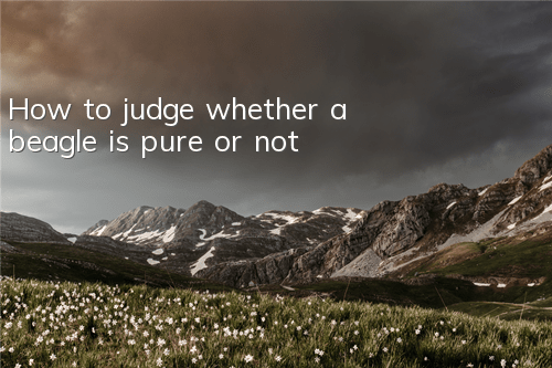 How to judge whether a beagle is pure or not?
