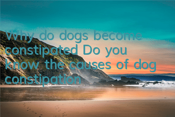 Why do dogs become constipated? Do you know the causes of dog constipation?