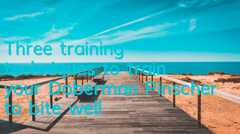 Three training techniques to train your Doberman Pinscher to bite well