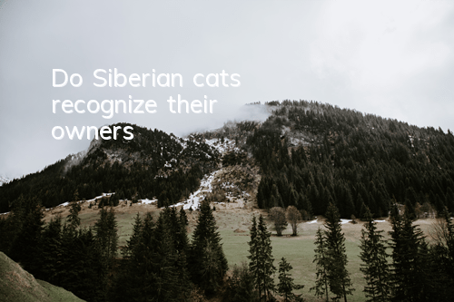 Do Siberian cats recognize their owners?