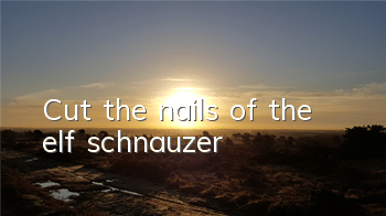 Cut the nails of the elf schnauzer