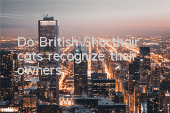 Do British Shorthair cats recognize their owners?