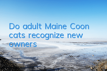 Do adult Maine Coon cats recognize new owners?