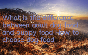 What is the difference between adult dog food and puppy food? How to choose dog food?