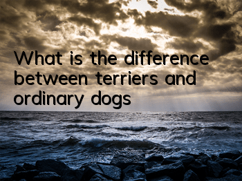 What is the difference between terriers and ordinary dogs?