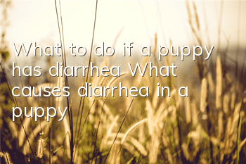 What to do if a puppy has diarrhea? What causes diarrhea in a puppy?