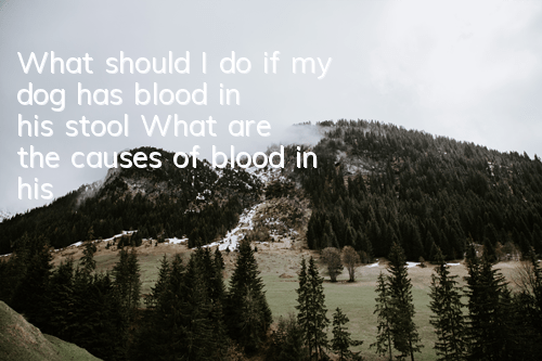 TWhat should I do if my dog ​​has blood in his stool? What are the causes of blood in his stool?
