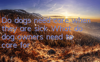 Do dogs need care when they are sick? What do dog owners need to care for?