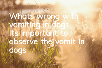 What’s wrong with vomiting in dogs? It’s important to observe the vomit in dogs