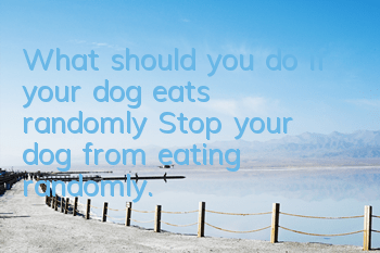 What should you do if your dog eats randomly? Stop your dog from eating randomly.