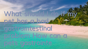 What should I do if my pet has a bad gastrointestinal problem? How can a pet’s gastrointestinal problem be remedied in this way?