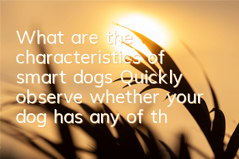 What are the characteristics of smart dogs? Quickly observe whether your dog has any of them.