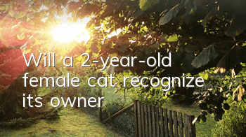 Will a 2-year-old female cat recognize its owner?