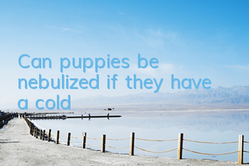 TCan puppies be nebulized if they have a cold?