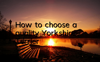 How to choose a quality Yorkshire Terrier