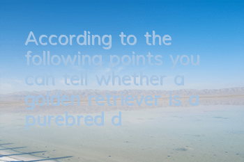 According to the following points, you can tell whether a golden retriever is a purebred dog