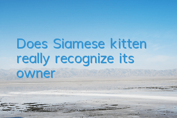 Does Siamese kitten really recognize its owner?