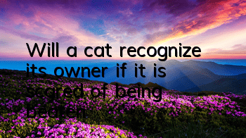 Will a cat recognize its owner if it is scared of being beaten?