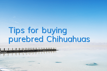 Tips for buying purebred Chihuahuas
