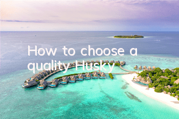 How to choose a quality Husky