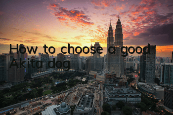 How to choose a good Akita dog