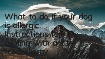 What to do if your dog is allergic. Instructions for dealing with acute food allergy