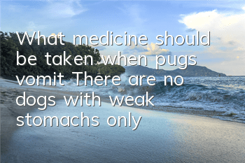 What medicine should be taken when pugs vomit? There are no dogs with weak stomachs, only owners who don’t know how to feed them.
