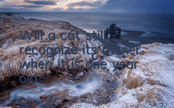 Will a cat still recognize its owner when it is one year old?