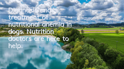 Diagnosis and treatment of nutritional anemia in dogs. Nutrition doctors are here to help.