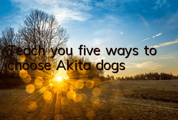 Teach you five ways to choose Akita dogs