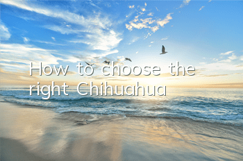How to choose the right Chihuahua