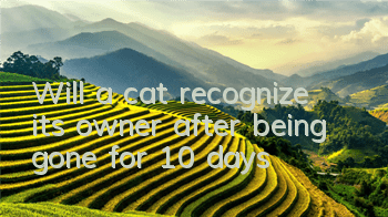 Will a cat recognize its owner after being gone for 10 days?