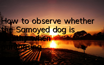 How to observe whether the Samoyed dog is healthy when purchasing
