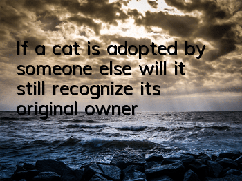 If a cat is adopted by someone else, will it still recognize its original owner?