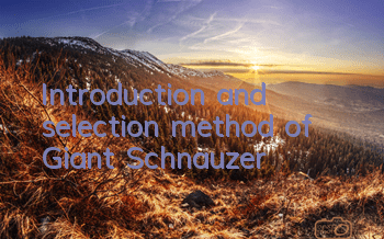 Introduction and selection method of Giant Schnauzer