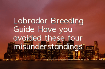 Labrador Breeding Guide: Have you avoided these four misunderstandings?