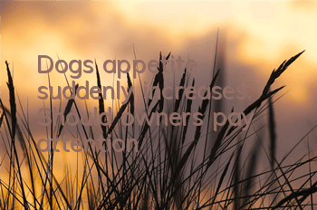 Dog's appetite suddenly increases. Should owners pay attention?