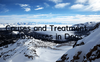 Causes and Treatment of Abscesses in Dogs