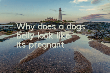 TWhy does a dog's belly look like it's pregnant?