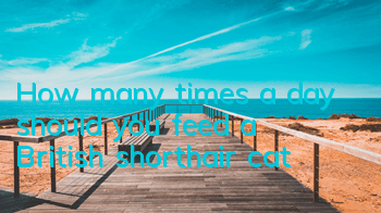 How many times a day should you feed a British shorthair cat?