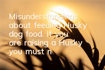 Misunderstandings about feeding Husky dog ​​food. If you are raising a Husky, you must not make any mistakes.