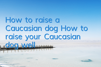 How to raise a Caucasian dog How to raise your Caucasian dog well