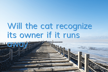 Will the cat recognize its owner if it runs away?