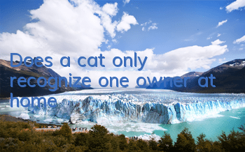Does a cat only recognize one owner at home?
