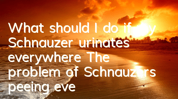 What should I do if my Schnauzer urinates everywhere? The problem of Schnauzers peeing everywhere!