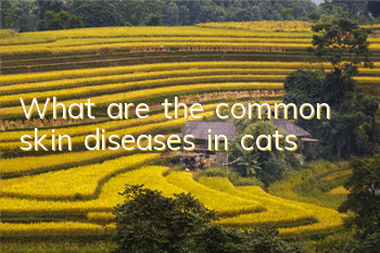 TWhat are the common skin diseases in cats?