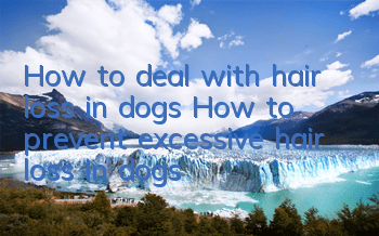 How to deal with hair loss in dogs How to prevent excessive hair loss in dogs